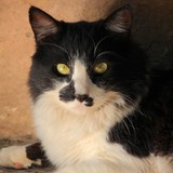 Audiokniha Oliverova dobrodružství - Dagmar Langová, Jan Holík