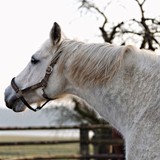 Audiokniha Černý jezdec, bílý kůň - Simona Stašová, Pavel Rímský., Tomáš Juřička, Karel Šiktanc, Josef Somr, Antonín Hardt