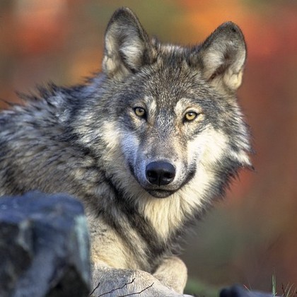 Audiokniha Wolfi - Kateřina Fixová, Klára Sedláčková-Oltová, Jiří Prager, Miroslav Táborský, Růžena Merunková, Jiří Ployhar, Andrea Elsnerová, Petr Halíček, Miriam Kantorková, Jitka Sedláčková, Miloš Vávra, Lucie Pernetová, Jaroslav Vlach, Petr Halíček, Andrea Elsnerová, Jiří Prager, Miroslav Táborský, Vladimír Zajíc, Růžena Merunková