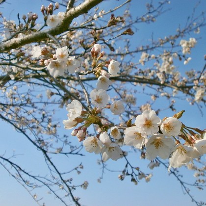 Audiokniha Máj - Karel Hynek Mácha, Viktor Preiss, Ladislav Frej, Radovan Lukavský, Josef Somr, Vladimír Ráž