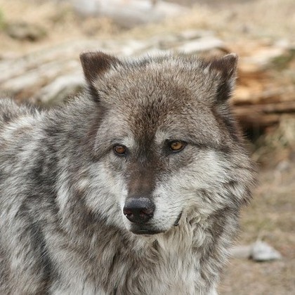 Audiokniha Vlčpanna - Václav Balák, Jiří Litoš, Jan Konečný, Samanta Rožánková, Kateřina Fixová, Jan Bartoš, Viola Zinková, Petr Šplíchal, Andrea Elsnerová, Martina Hudečková, Petr Halíček, Antonín Molčík, Ota Jirák, Tomáš Pergl, Tomáš Racek, Petr Halíček, Vladimír Zajíc, Martina Hudečková, Viola Zinková, Andrea Elsnerová, Ota Jirák