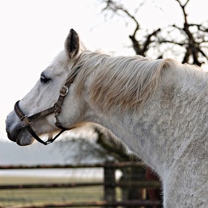 Audiokniha Černý jezdec, bílý kůň - Pavel Rímský., Ivan Gübel, Simona Stašová, Zdenička Tichá, Milan Slabihoud, Věra Kubánková, Věra Hučínová, Karel Pospíšil, Tomáš Juřička, Antonín Hardt, Eduard Pavlíček, Miriam Kantorková, Josef Somr, Simona Stašová, Pavel Rímský., Tomáš Juřička, Karel Šiktanc, Josef Somr, Antonín Hardt