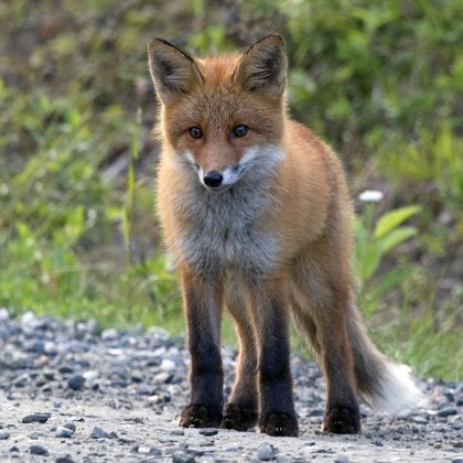 Audiokniha Liščí pohádka - Klára Jirsáková, Eliška Kasanová, Simona Stašová, Dana Černá, Jiří Klem, Jaromír Meduna, Jana Drbohlavová, Svatopluk Schuller, Stanislav Fišer, Ladislav Trojan, Simona Stašová, Marie Kubátová, Dana Černá, Ladislav Trojan, Jiří Klem, Jaromír Meduna, Stanislav Fišer