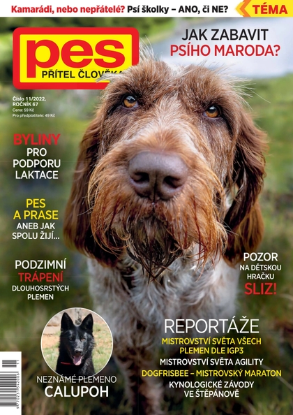 E-magazín Pes přítel člověka 11/2022 - Pražská vydavatelská společnost